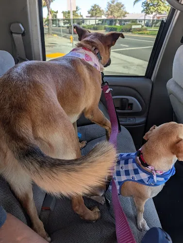 Pets Love Us Grooming - Image 1