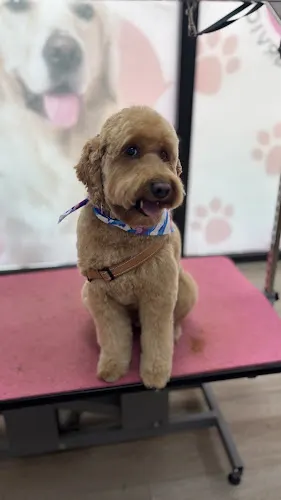 Woof Gang Bakery & Grooming Merrick Park - Image 1
