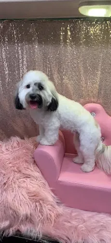 Loving Lather Mobile Pet Grooming - Image 1