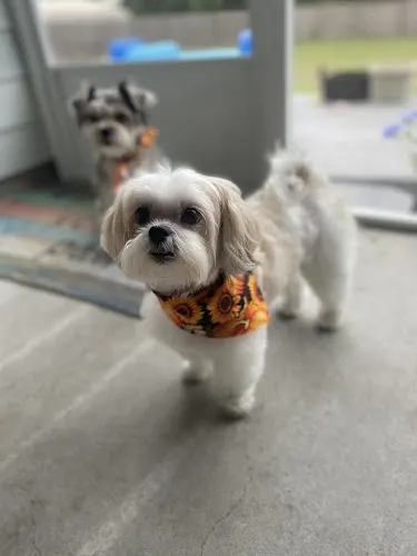 All Pawz Grooming LLC - Image 1