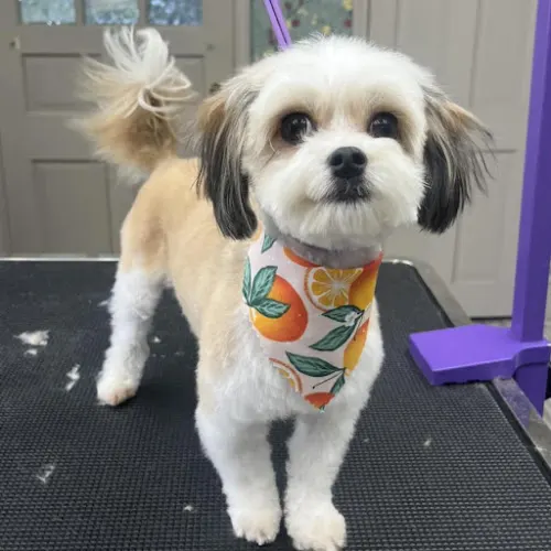 Affinity Grooming LLC - Image 1
