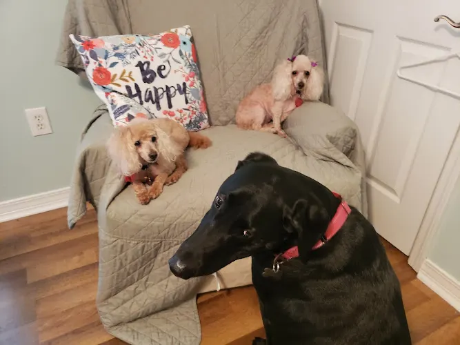 Dog Shack MOBILE pet grooming pensacola - Image 1