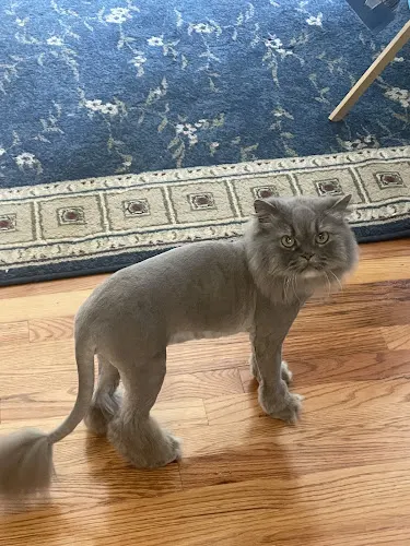 TLC Mobile Pet Grooming - Image 1