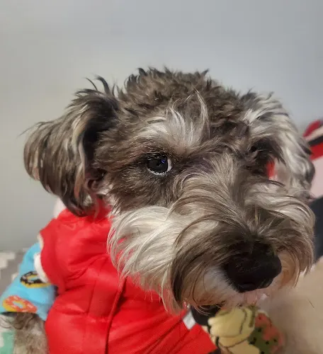 Mi Mascota Pet Shop And Grooming - Image 1