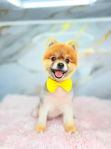 PET Zone Grooming Mobile - Image 1