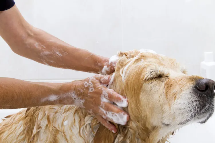 Mobile Dog Grooming Clearwater in Largo, FL
