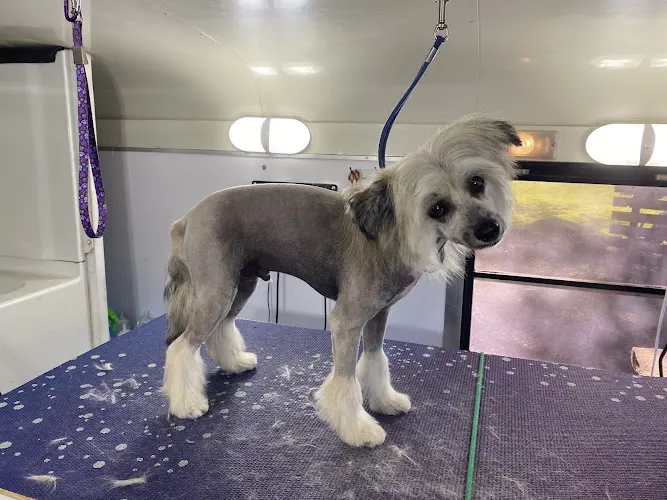 Cheyenne’s Mobile Dog Grooming - Image 1