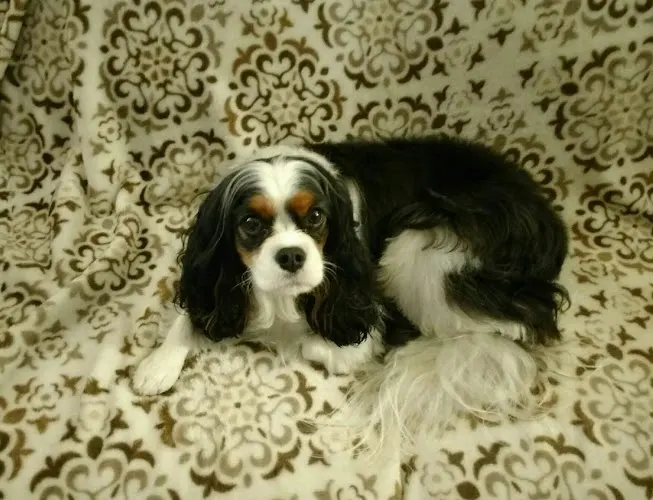 Kelly's Mobile Dog Grooming - Image 1