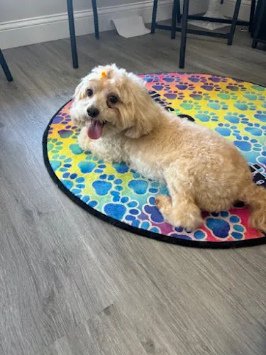 Holly’s Grooming in Cedar Lake, IN