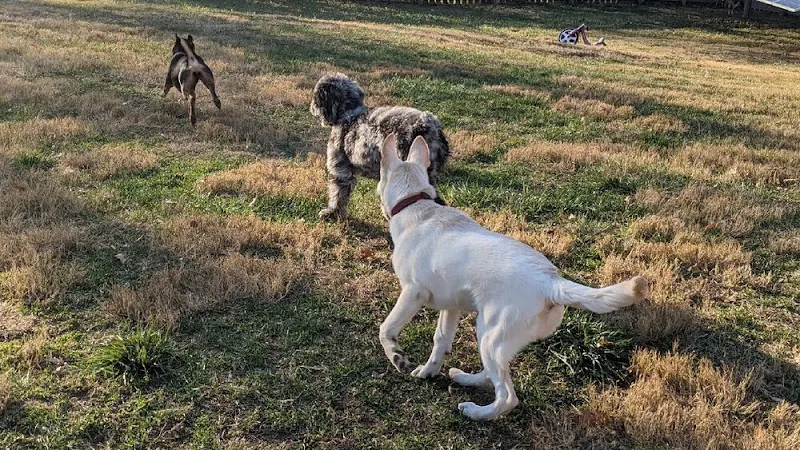 Hyped Hounds - Image 1