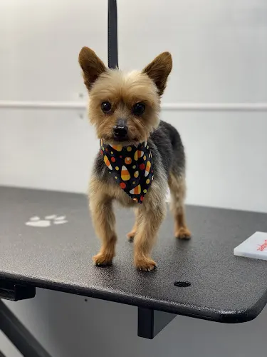 K9inc. Mobile Grooming - Image 1
