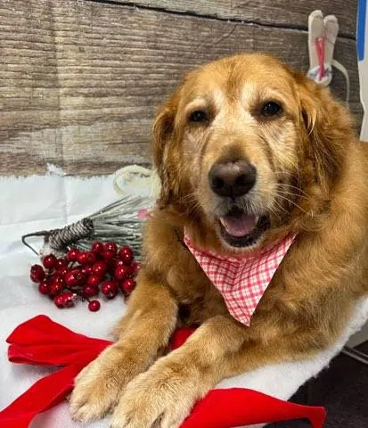 At Your Bark and Call Academy and Grooming - Image 1