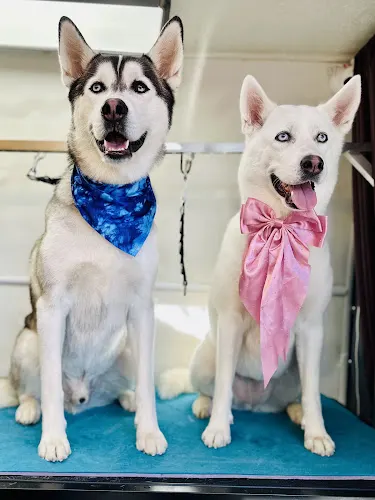 The Velvet Hound Mobile Grooming Studio - Image 1