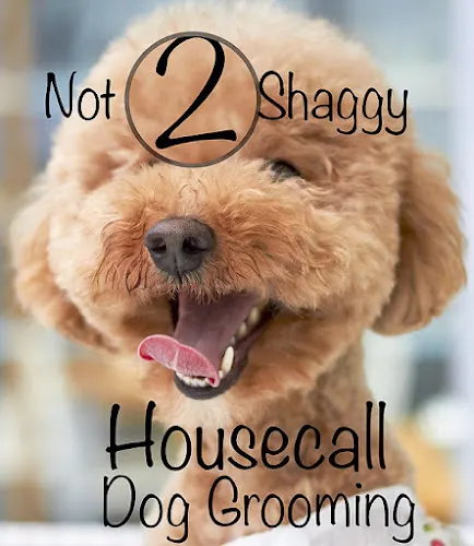Not 2 Shaggy Express Pet Nail Trimming Service in Pooler, GA
