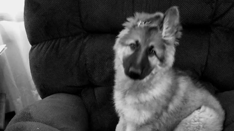 Best Paw Forward Pet Grooming - Image 1