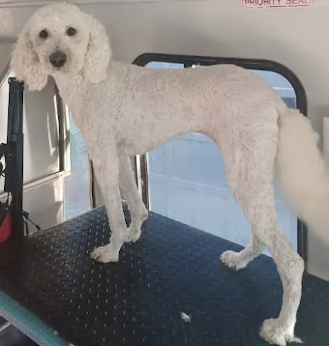 PetStreet Mobile Grooming - Image 1