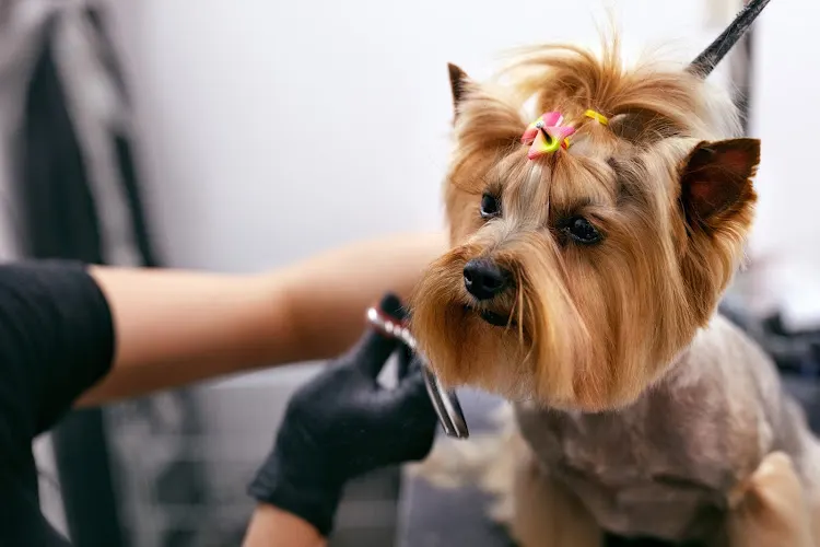 CaliPet Mobile Pet Grooming - Image 1