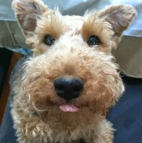 Handsome Hounds Dog Grooming - Image 1