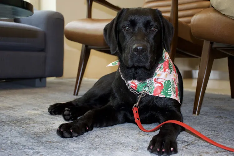 D’yana’s Mobile Pet Service LLC - Image 1