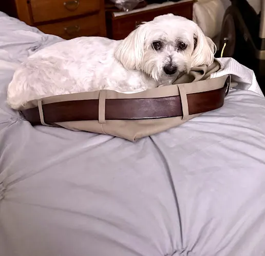Groomingdales Pet Salon Inc - Image 1