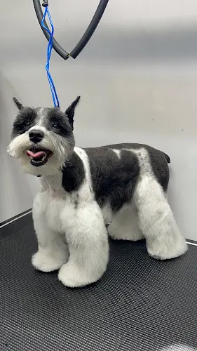Shine mobile Grooming - Image 1