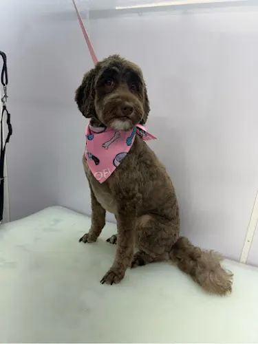 Zoomin Groomin - Image 1