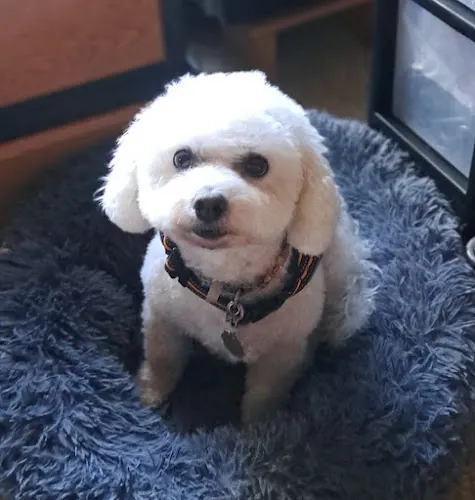 The Paw Pad Salon LLC in Crystal City, MO