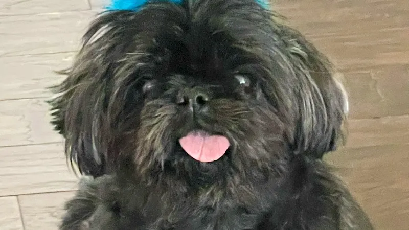 Ciah's Mobile Grooming - Image 1