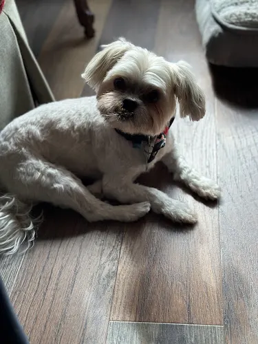 Fido & Felix Pet Parlor - Image 1