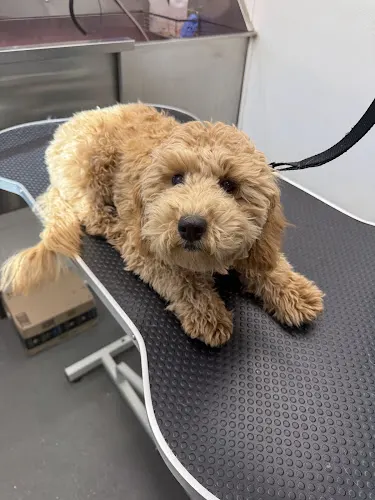 Haute Dogs Mobile Grooming - Image 1