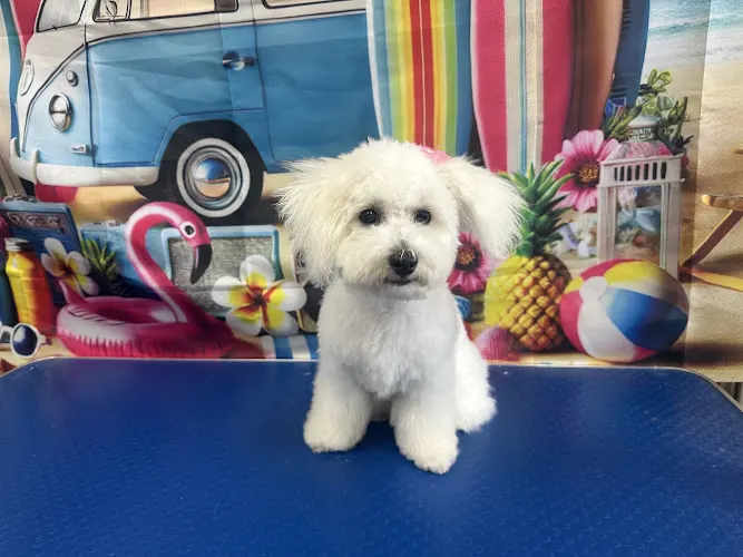 Hamilton Pet Grooming Studio in Hamilton, OH