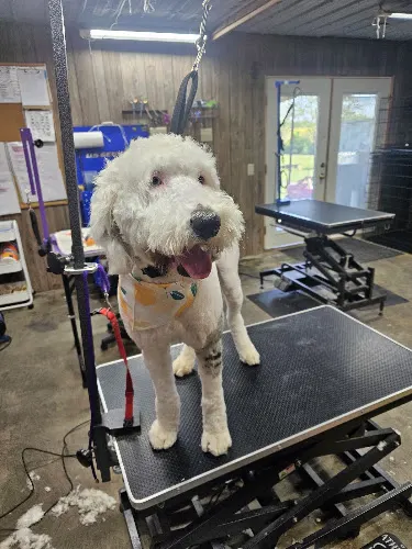 Doggett’s Animal Grooming Salon(DAGS) - Image 1