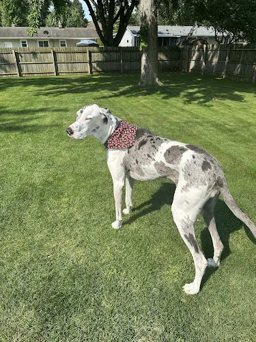 Pet-A-Groom - Image 1