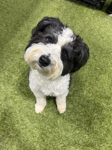 The Pup Hub Dog Daycare and Training - Image 1