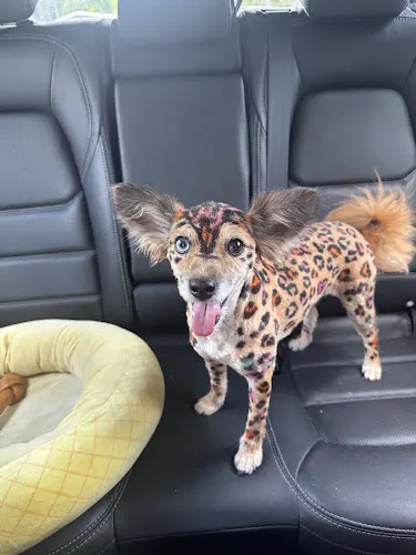Cori’s Critter Creations & Steph’s Cute Critter Cuts in Orange City, FL