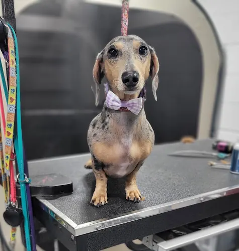 Barkingdales Pet Salon - Image 1