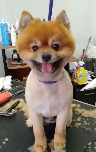 Pet Styles - Image 1