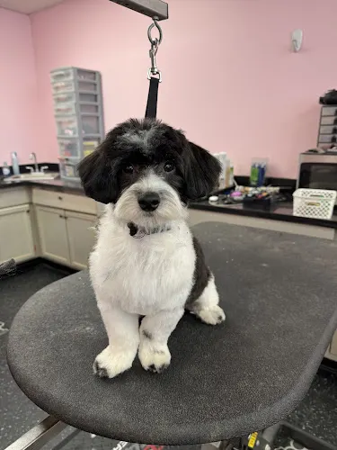 Scruffy Puppy (formerly Amanda’s Grooming) - Image 1