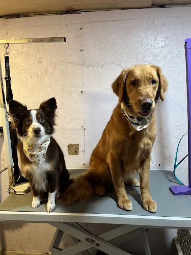 Simply K9 Mobile Dog Spa - Image 1