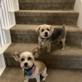 Foxy Pup Grooming Salon & Spa - Image 1