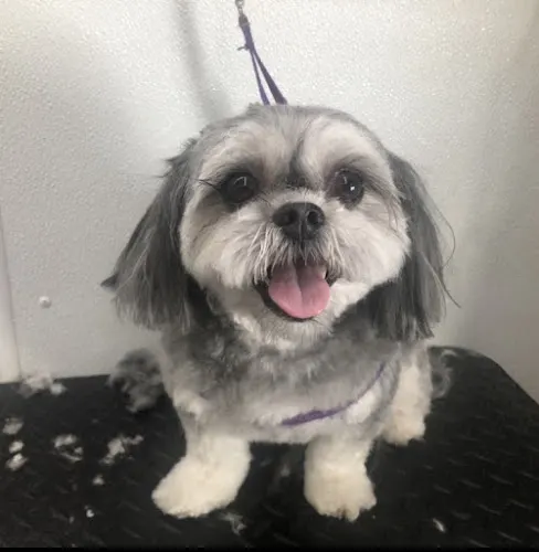 Heather’s Mobile Doggy Salon - Image 1