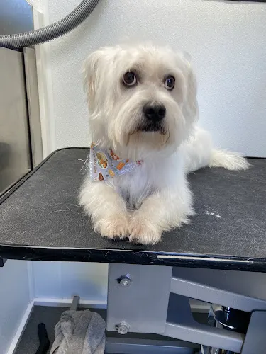 Wow-Wow Wash Pet Bathing in Dallas, TX