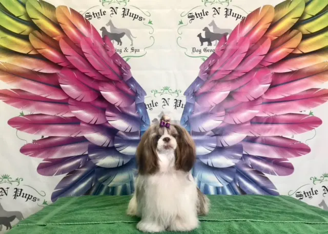 Style N Pups ® Dog Grooming & Spa - Image 1