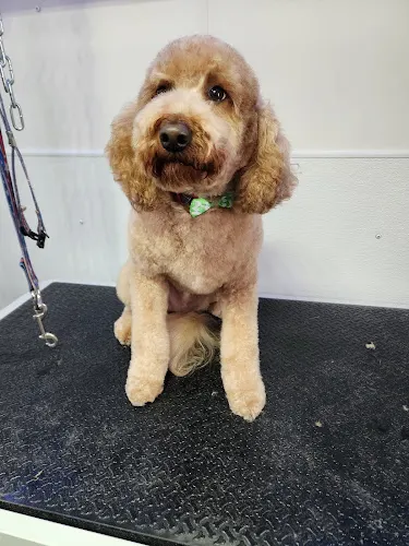 Country Paw Mobile Grooming - Image 1