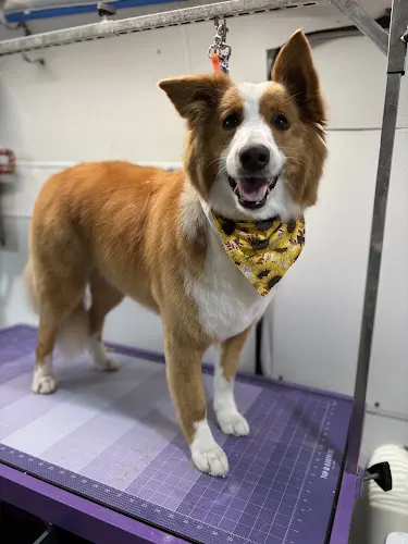 Wag ‘n Wheels Mobile Grooming - Image 1