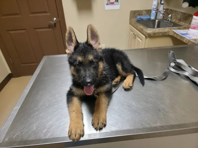 Holland Veterinary Hospital - Image 1