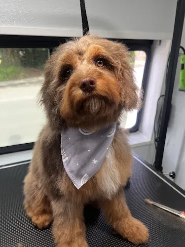 Tidy Tails Mobile Grooming - Image 1