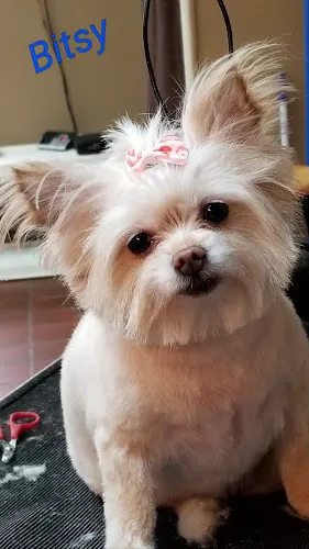 Happy Paws Grooming Salon - Image 1