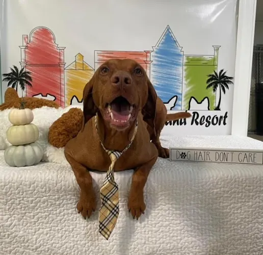 Lowcountry Pet Grooming and Resort - Image 1