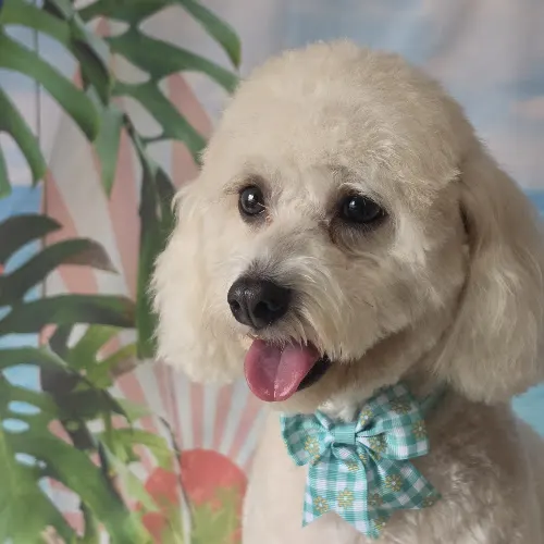 D's Dog Grooming LLC - Image 1